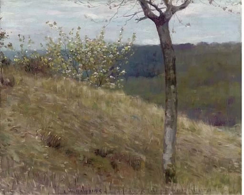 Alberi in fiore su una collina